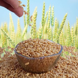 Top Quality WHEAT GRAINS