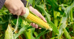 Yellow Corn GMO Original USA - in-nature for human consumption