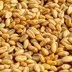 Top Quality WHEAT GRAINS