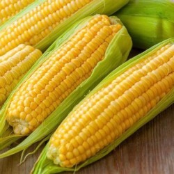 Yellow Corn GMO Original USA - in-nature for human consumption